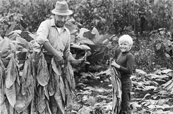 1978 - Drying tobacco